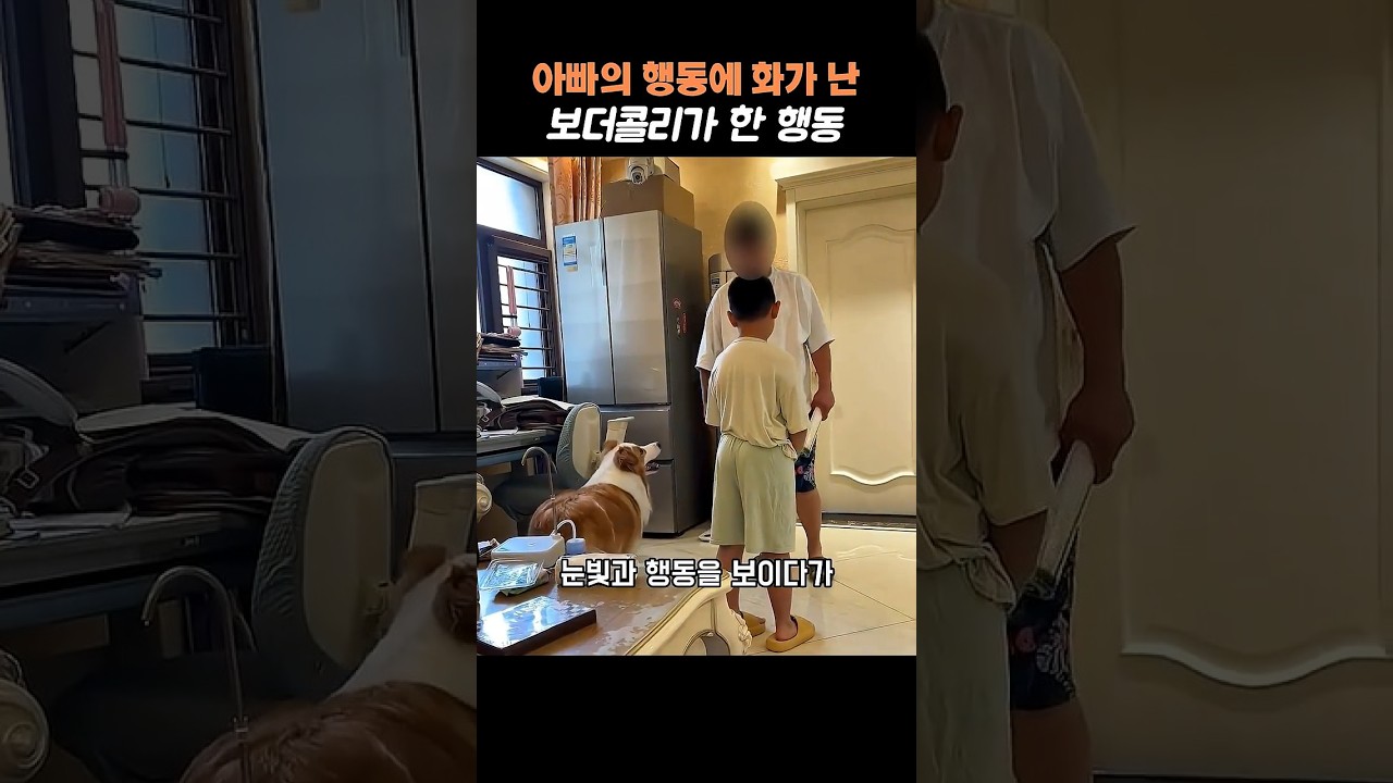 아빠의 모습에 뿔난 보더콜리의 행동 #보더콜리 #강아지 #강아지쇼츠