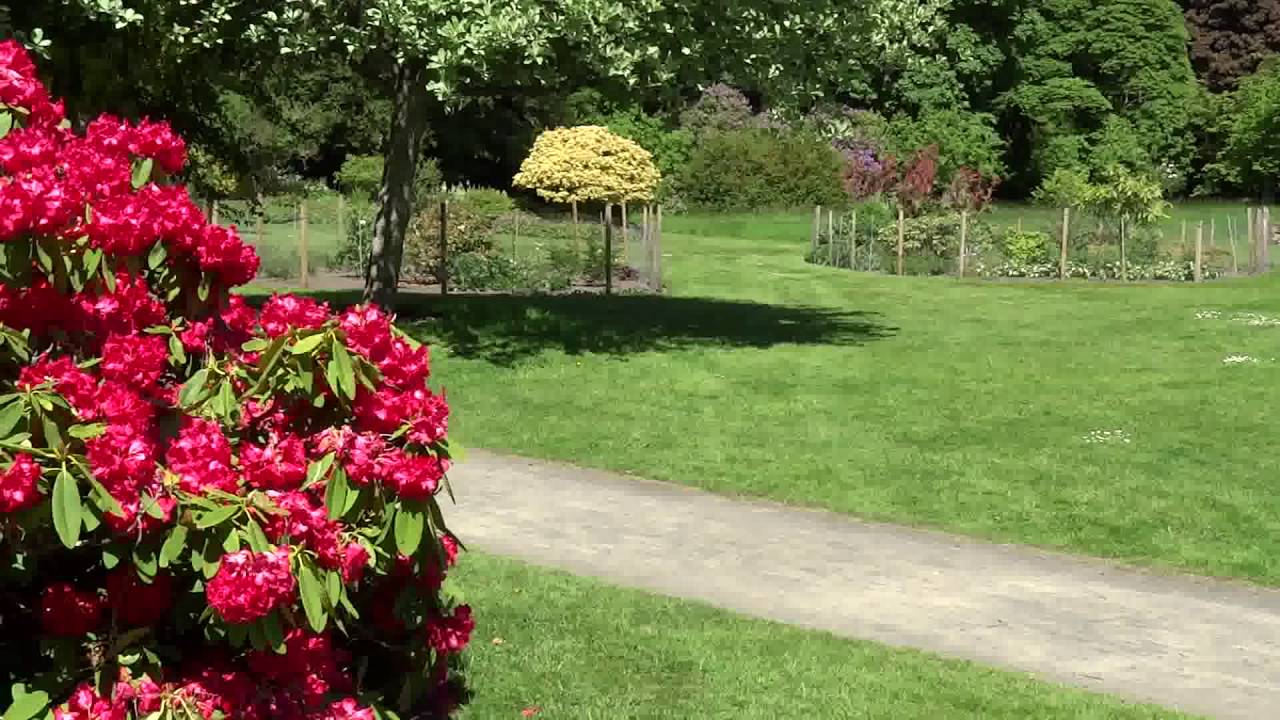 Rhododendrons Scone Palace Perth Perthshire Scotland 