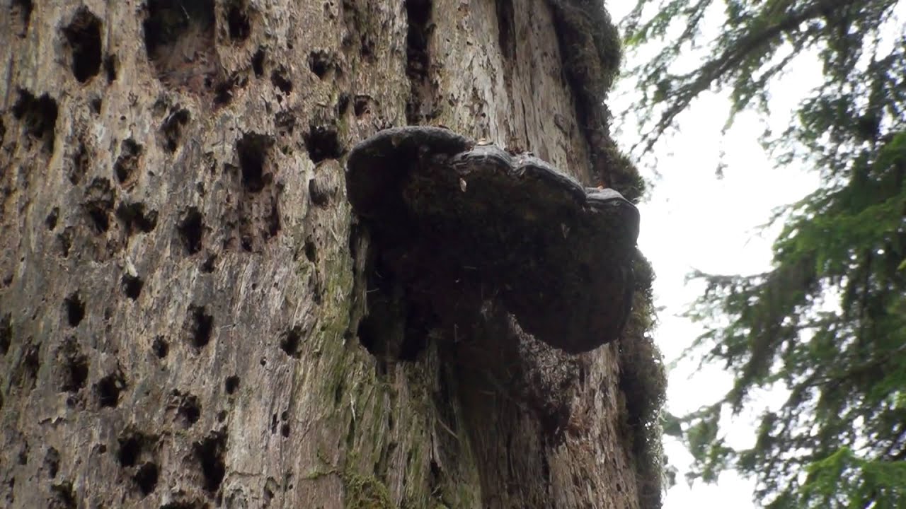 Olympic National Park Hoh Mushroom on Tree YouTube