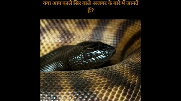 Black Headed Python : Witness the Kundal Technique #shorts