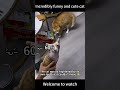 #FunnyCats #CutePets #CatDailyLife #AdorableCats #HoopHoopCat# Popular Cute Pets Online #viral