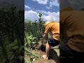 Young farming tools#farmlife #farming #gardening #satisfying #asmr #agriculture #agro #nobatidao