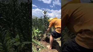 Young farming tools#farmlife #farming #gardening #satisfying #asmr #agriculture #agro #nobatidao