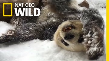 Watch Playful Pandas Frolic in the Snow | Nat Geo Wild