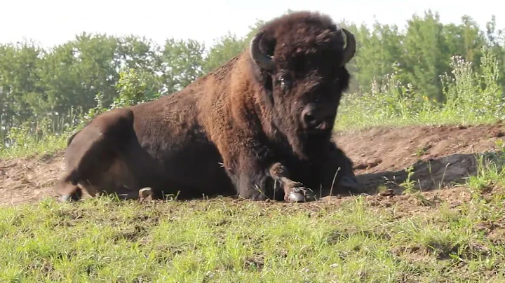 Bison : Elk Island in northern Alberta, Canada