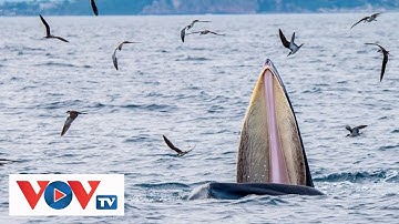 Quảng Ninh: Cá voi xuất hiện trên vùng biển Vĩnh Thực (TP Móng Cái) | VOVTV