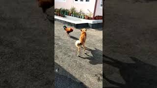 cock vs dog fight