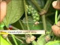 House waves Kerala