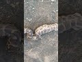 Python Vomit 2 Chicken Watch Full Video Link In Description 