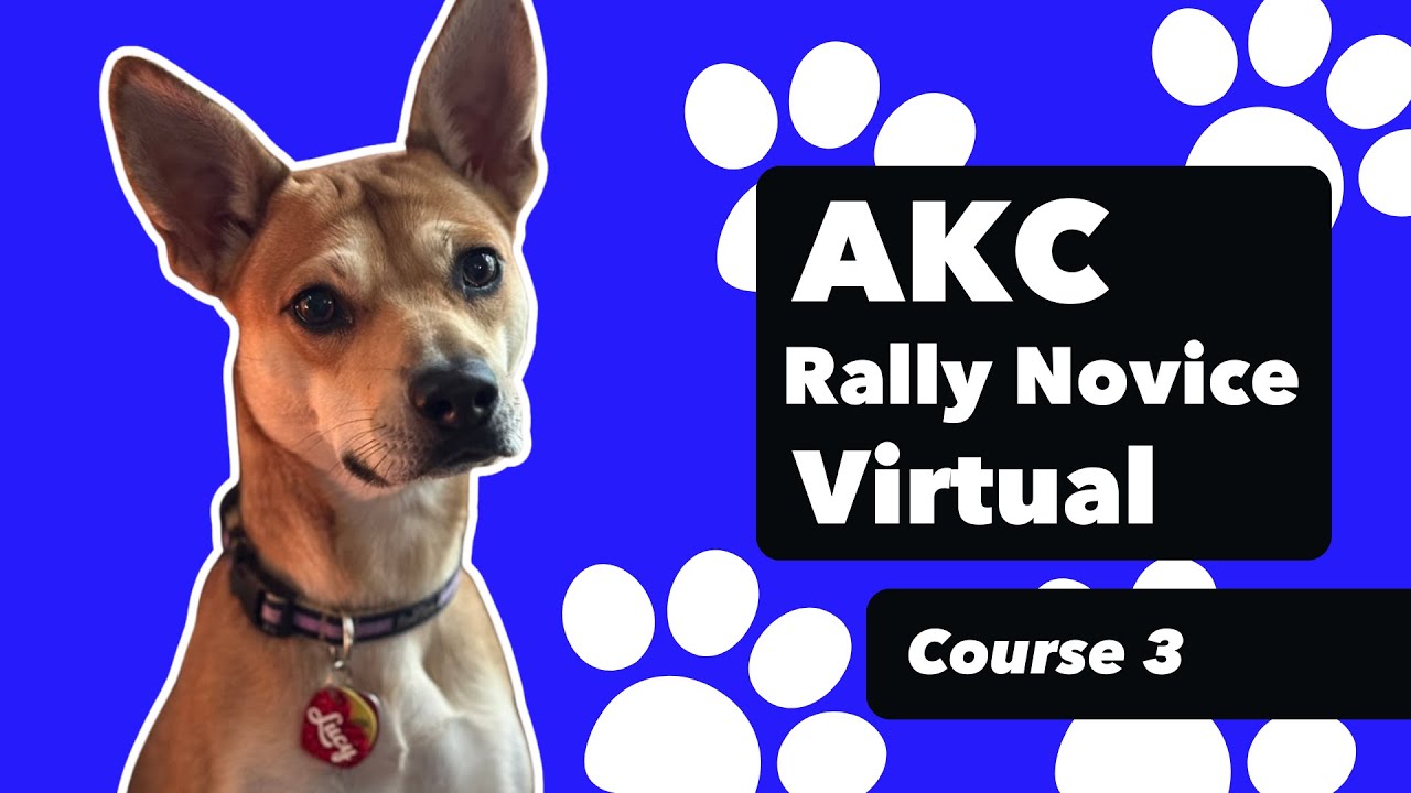 AKC Rally Novice - Virtual Course 3 | Score: 96 (Qualifying!) - YouTube