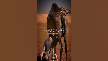 تلاوة هادئه من سورة الغاشيه | القرائ عبدالرحمٰن مسعد
