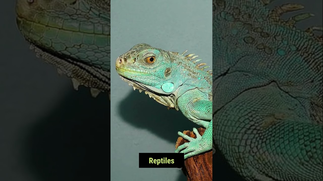 Platypus   Nature's Weirdest Creation