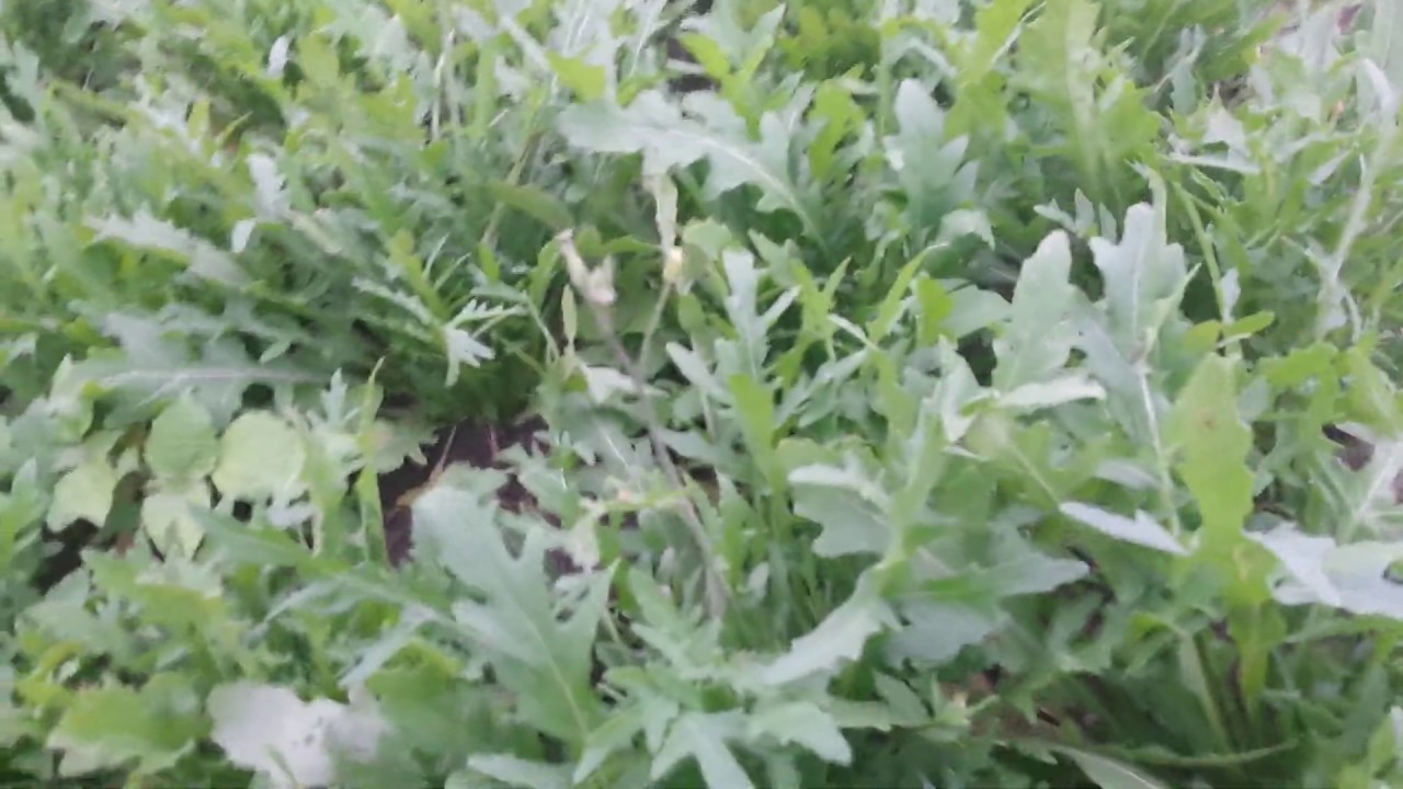 Как вырастить рукколу. Бизнес на зелени