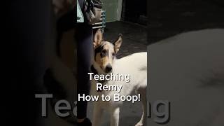 Remy learning the service alert task called Boop! #dogtrainer #servicedog #dogtraining #dog