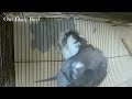 Cockatiels Whistling