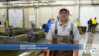 ND Outdoors: Salmon spawning at Lake Sakakawea