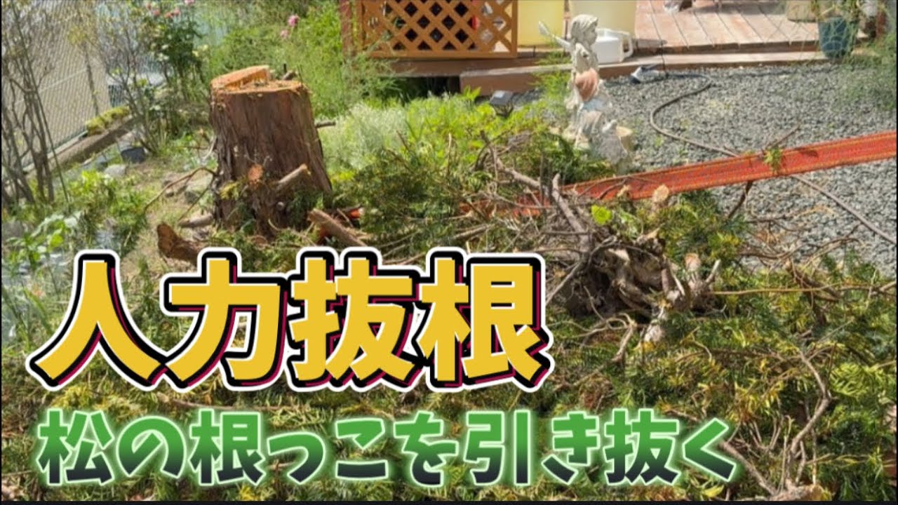 松を切り、根っこを引き抜く - YouTube