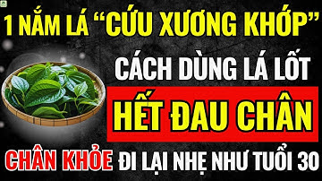 CÁCH DÙNG LÁ LỐT Cực Tốt Cho Xương Khớp, Hết Teo Cơ, Chân Khỏe Đến 90! Sức Khỏe Tuổi Già