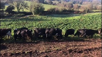 Grazing Fodder Beet