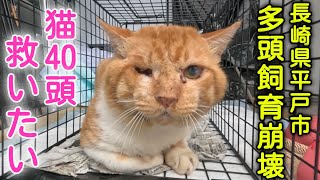 １頭から４０頭に...お外と出入り自由のおうちで多頭飼育崩壊【長崎県平戸市】【そとねこさんとにゃんて堂】【夢幸サポートプログラム】
