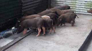 Ecopigs The Purebreed Philippine Native Pigs