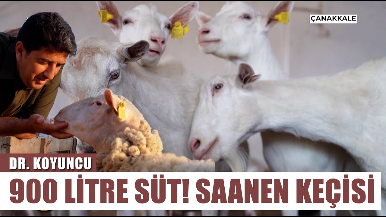 Türk Saanen Keçisi Damızlık Merkezi!  A'dan Z'ye Saanen Keçi Yetiştiriciliği l Dr Koyuncu