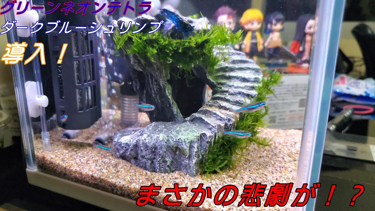 アクアリウム グリーンネオンテトラ ダークブルーシュリンプを導入 がしかし まさかの悲劇が 悲報 Youtube