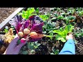 How to Grow Veggies Through the Winter, This is what I'm STILL GROWING in DECEMBER!