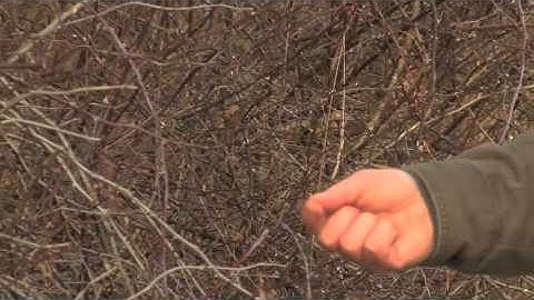 7. Marcellus Shale Development: The Edge Effect