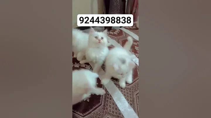 Video 11349001: persiancat persians, persiancat cat kitten