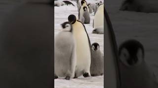 Why Do Penguins Waddle? The Truth Behind Their Adorable Walk! #wildlife #wildlifefacts  #funfacts