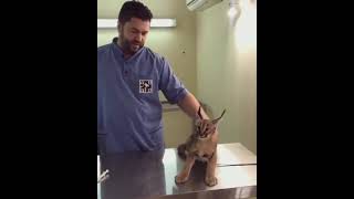 Big Floppa does funny meme sounds