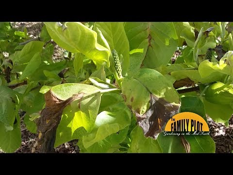 Video: Sweetbay Magnolia Diseases: Herkennen van symptomen van Magnolia-ziekte in Sweetbay