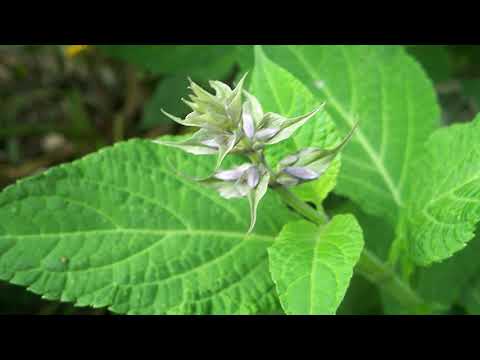 Videó: Salvia Divinorum: kár, termesztési tilalom