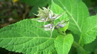 Download Lagu Hoja del Amor - Alex Atlantis \u0026 Kalini (Salvia Divinorum Medicine Music) MP3 Download Lagu Hoja del Amor - Alex Atlantis \u0026 Kalini (Salvia Divinorum Medicine Music) MP3