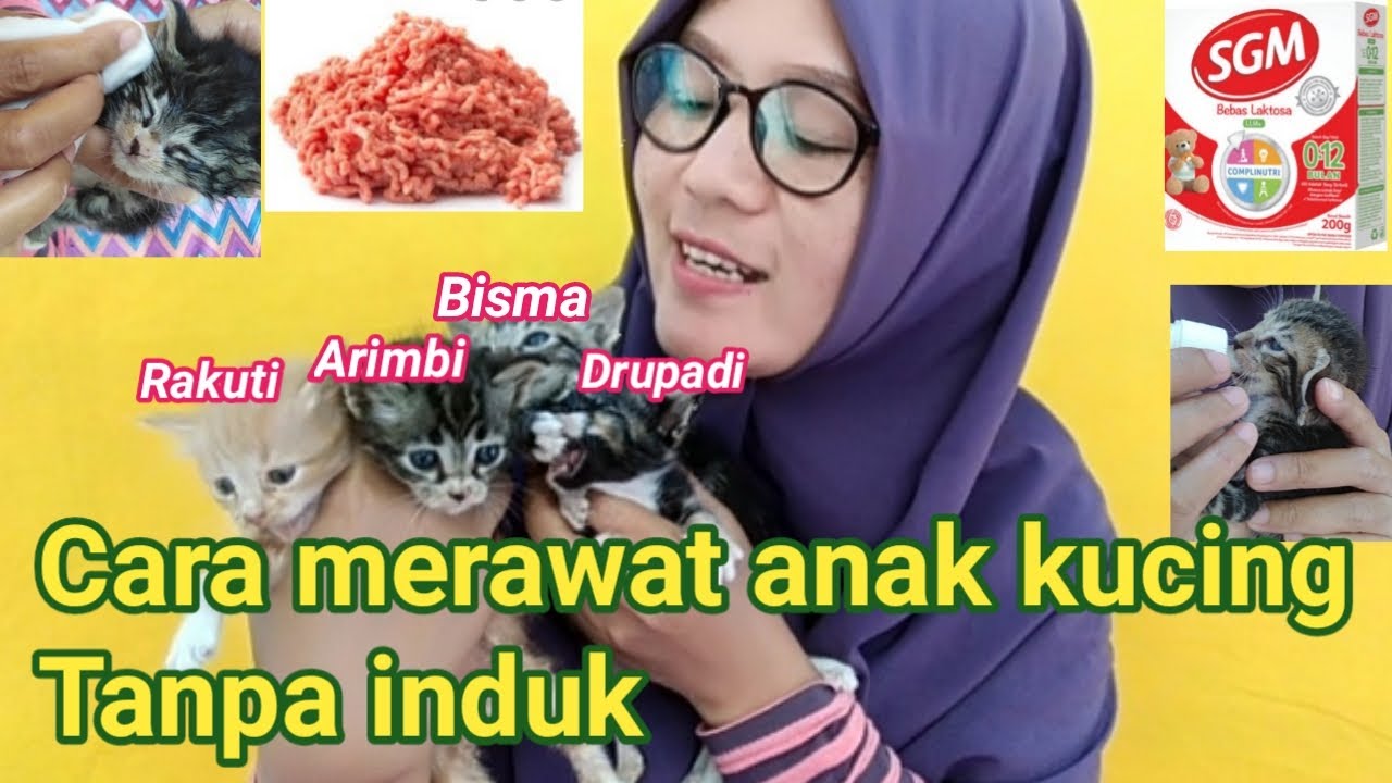 Cara merawat kucing kecil tanpa induk