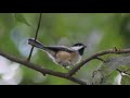 LIVE Backyard Bird &amp; Critter Feeder Cam | Northeast, Ohio Wildlife