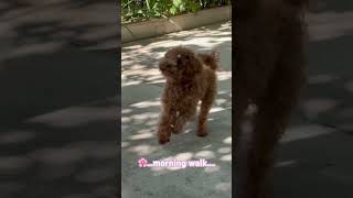 #cutepet #cute #puppy #cuteanimal #cutepet #puppy #cute #cutepet