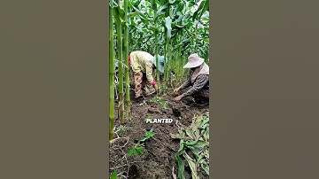 Bagaimana Petani Thailand Ini Memanen Jagung & Cabai di Lahan yang Sama