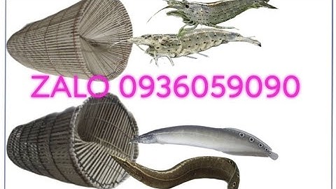 Bán lợp bẫy tép. Bán lợp bẫy cá chạch. Bán lợp bẫy cá bóng dừa. Bán lợp cá chạch. Bán lợp tép.