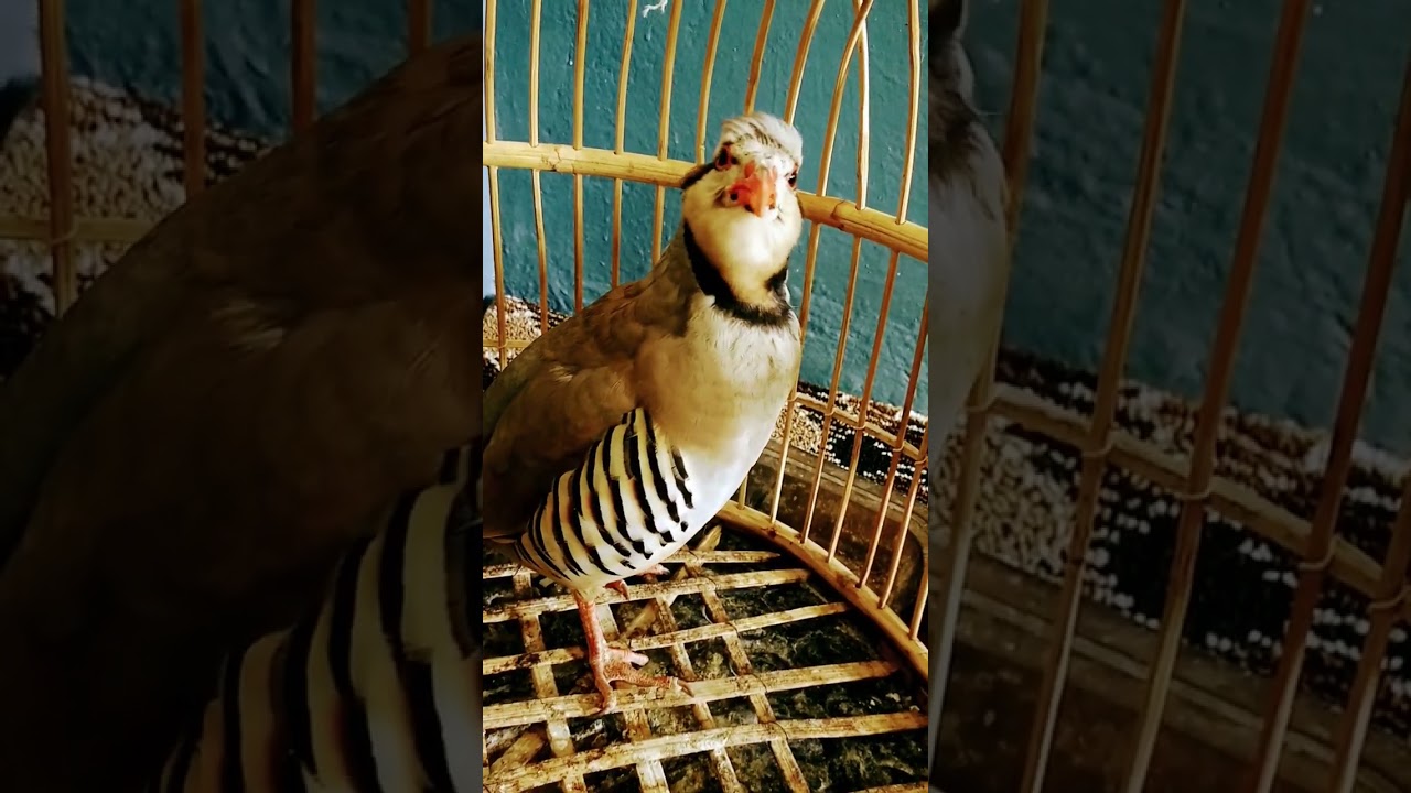 Pakistan national Bird voice partridge voice male chakor voice nar zark awaz