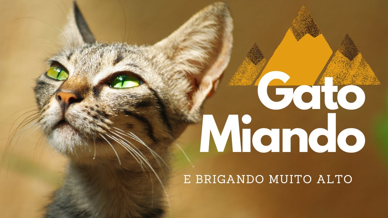 Som de Gato Miando Muito Alto - YouTube