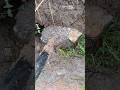 Um verdadeiro achado Natural! #shortvideo #shorts