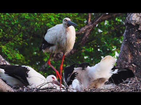 ভিডিও: উসুরি কোডোনোপসিস