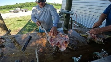 How to Clean a Soft Shell Turtle (Cooter Turtle)