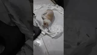 Super hyper dog! Tint- jack russell mix shitzu #jackrussell #shitzu #viral  #jackrussellshihtzumix