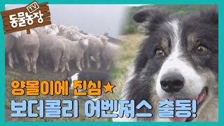 양몰이에 진심인 ‘보더콜리 어벤져스’ 출동! I TV동물농장 (Animal Farm) | SBS Story