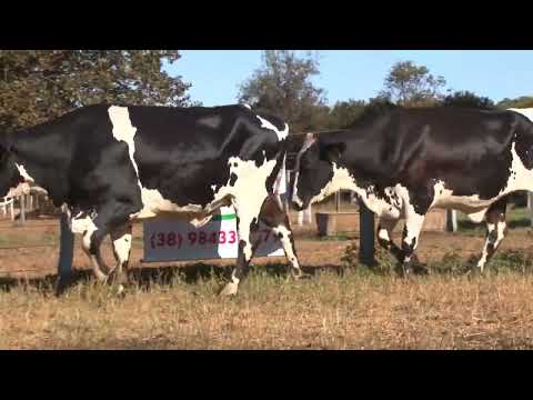 LOTE 71   LEILÃO GRUPO LÍDER   1040  1164