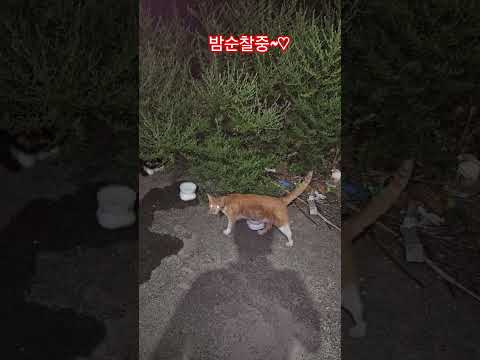 우리 길냥이들 #복순이 #까망이 #밤순찰 #휴일 #부산강서구
