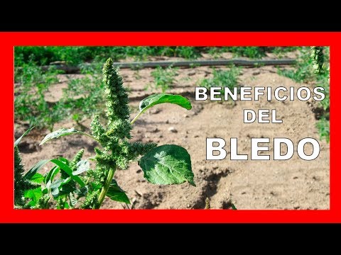 Beneficios y propiedades del BLEDO [Amaranthus retroflexus]